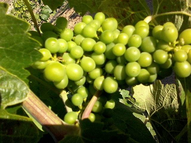 La Cabaña Del Adobe, Ruta Del Vino, Ensenada, B.C., Mexico. | restaurant | Ensenada, Baja California, Mexico | 016461839381 OR +52 646 183 9381