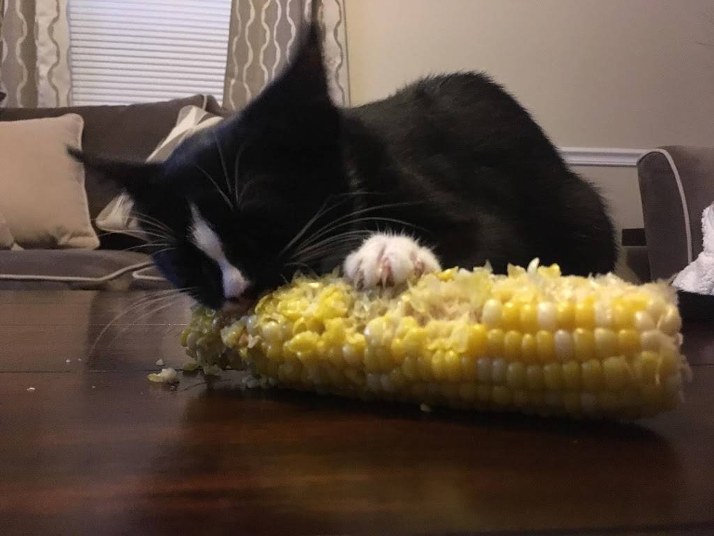 Laudis Breakfast House | restaurant | 34 Broadway Rd, Dracut, MA 01826, USA | 9784528767 OR +1 978-452-8767