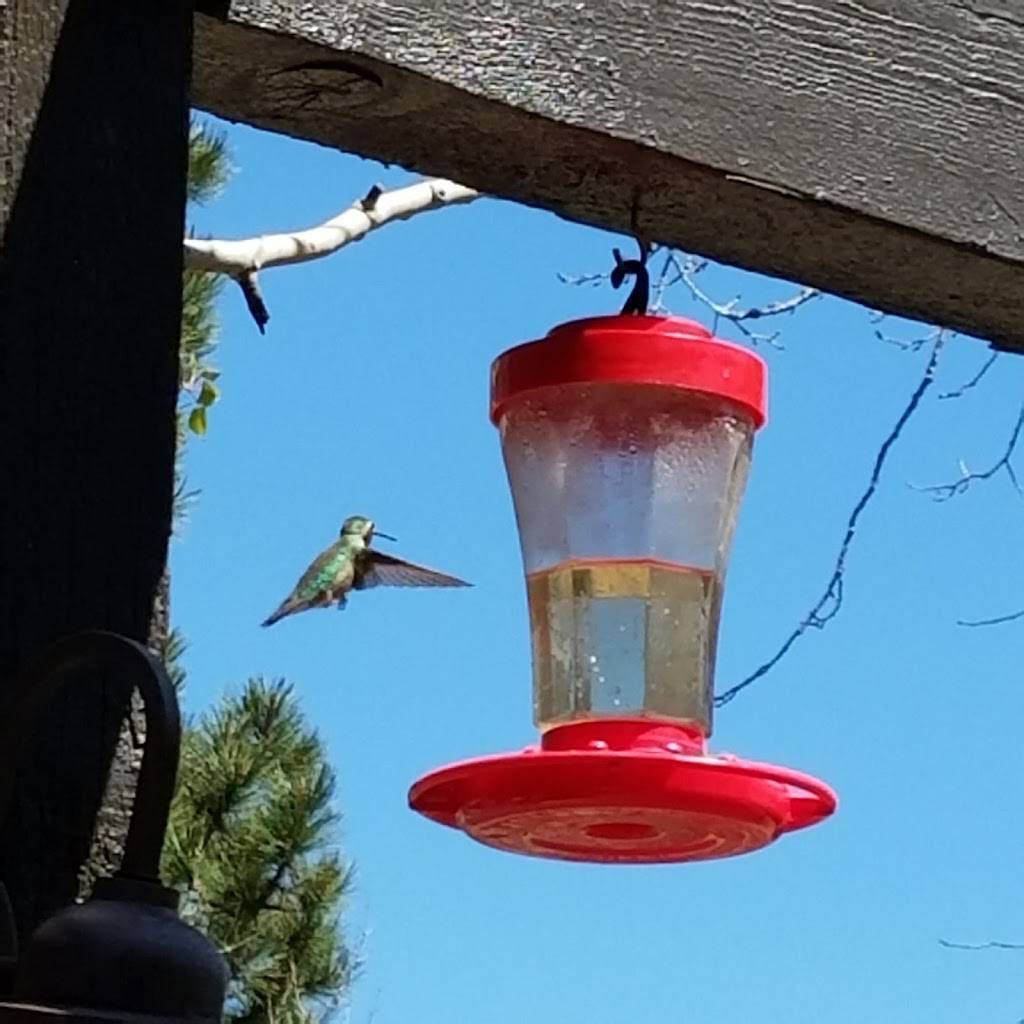 Iron Door | restaurant | 10300 E Ski Run Rd, Mt Lemmon, AZ 85619, USA | 5205761321 OR +1 520-576-1321