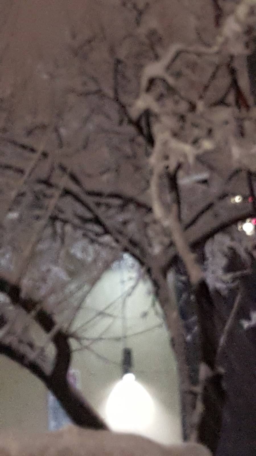 Dunkin Donuts | cafe | 2605 Francis Lewis Blvd, Flushing, NY 11361, USA | 7182253040 OR +1 718-225-3040