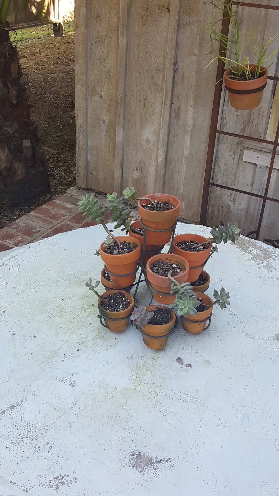 Antique Rose Ville | restaurant | 2007 Freyou Rd, New Iberia, LA 70560, USA | 3373673000 OR +1 337-367-3000