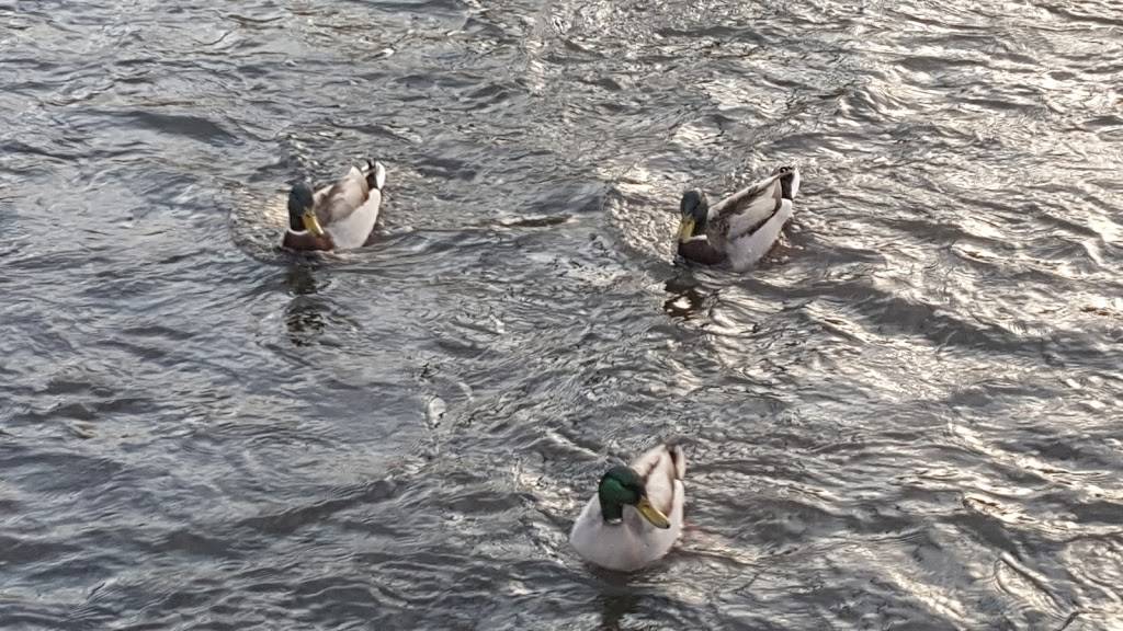 Spring Creek Restaurant | restaurant | 118 S Main St, Lodi, WI 53555, USA | 6085920600 OR +1 608-592-0600