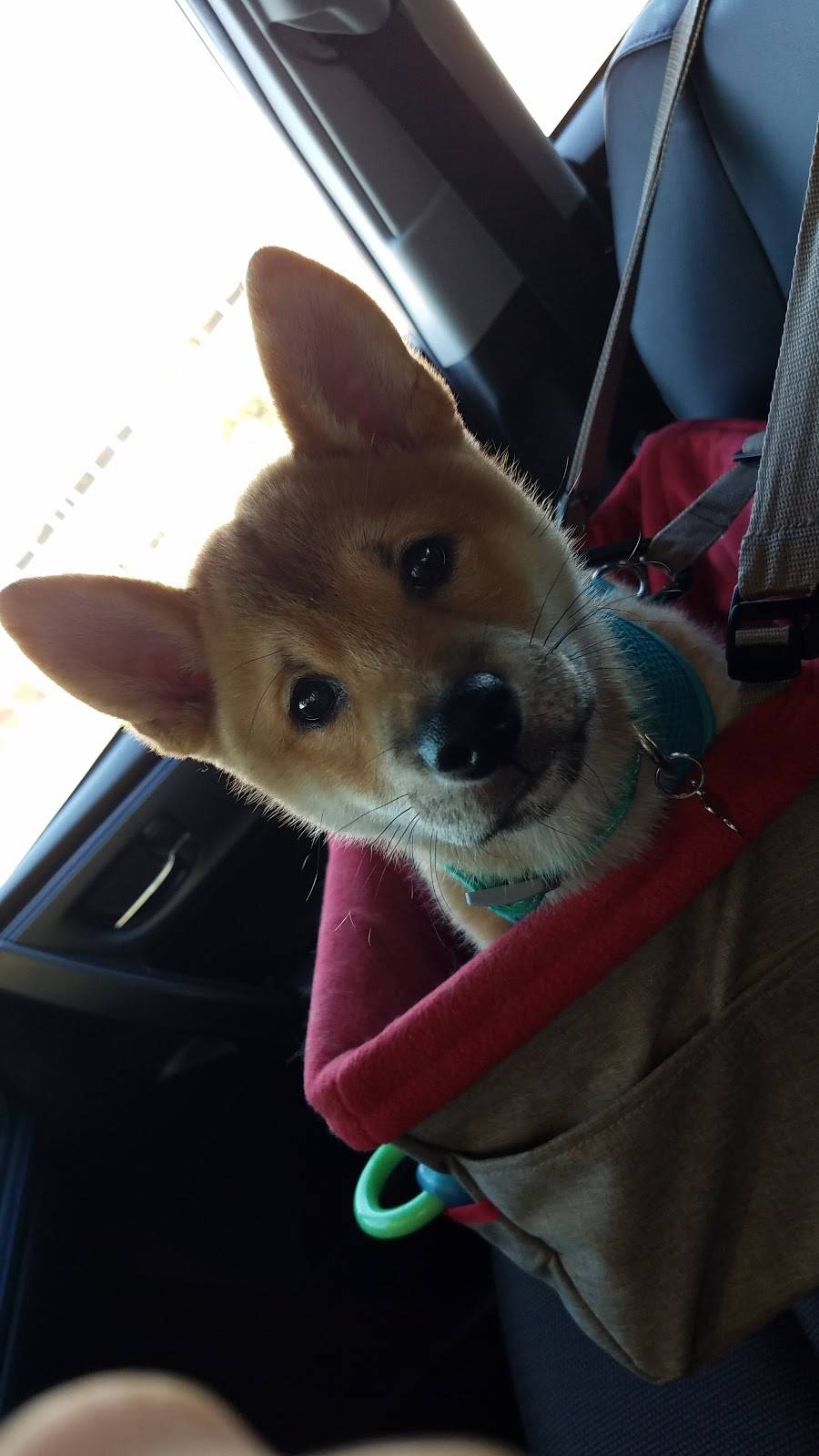 Freddys Frozen Custard & Steakburgers | restaurant | 5717 O St, Lincoln, NE 68510, USA | 4029044144 OR +1 402-904-4144