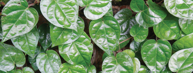 Weavers Kava House | restaurant | 116 N State St, Howell, MI 48843, USA | 5178942187 OR +1 517-894-2187