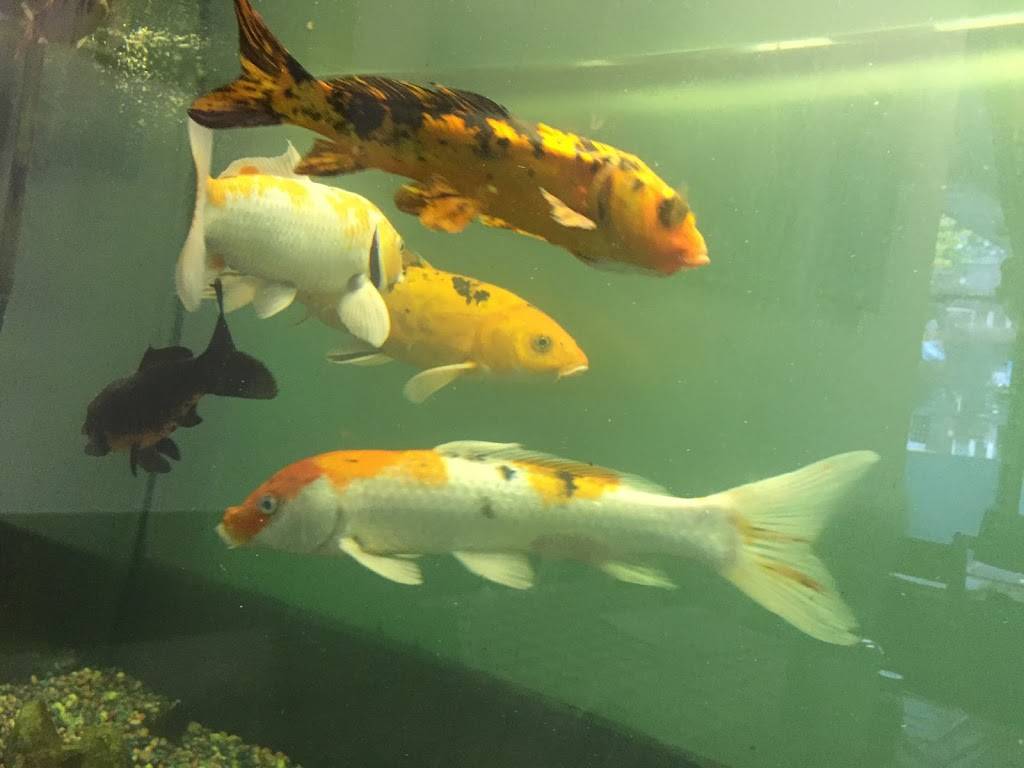 Kos Cafe & Restaurant | restaurant | 1070 Bathurst St, Toronto, ON M5R 3G9, Canada | 4165166495 OR +1 416-516-6495