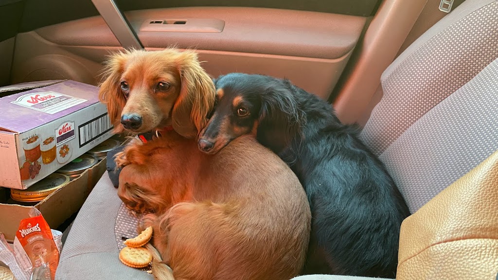 KFC | restaurant | 2007 Main St, Alamosa, CO 81101, USA | 7195896297 OR +1 719-589-6297