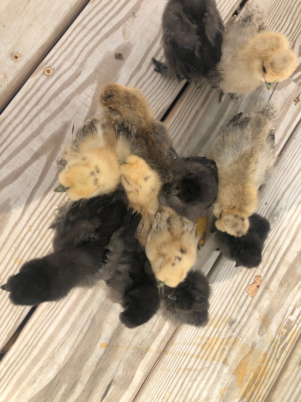 Sunny Side Silkies | restaurant | 7630 Center St, Emerald, PA 18080, USA | 4845535468 OR +1 484-553-5468