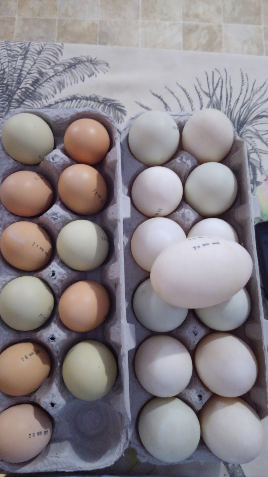 Hangry Harrisons Farm and Snack Shack | restaurant | 18131 Opp Hwy, Dozier, AL 36028, USA | 3346584509 OR +1 334-658-4509