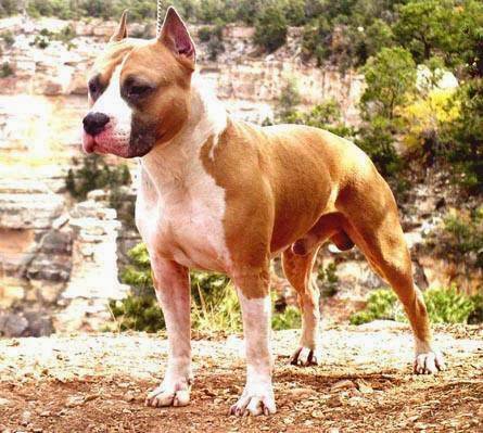 Matrix Amstaffs | restaurant | 11705 High Chaparral, New Braunfels, TX 78132, USA | 8306430275 OR +1 830-643-0275