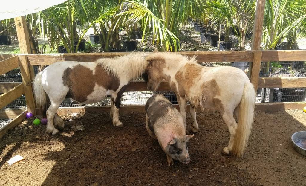 JH Carne en Vara a la Llanera | restaurant | 17721 SW 104th St, Miami, FL 33196, USA | 7862777807 OR +1 786-277-7807