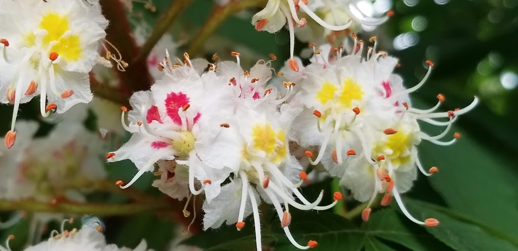 Rubys | restaurant | 163 N Pioneer St, Ashland, OR 97520, USA | 5414887717 OR +1 541-488-7717