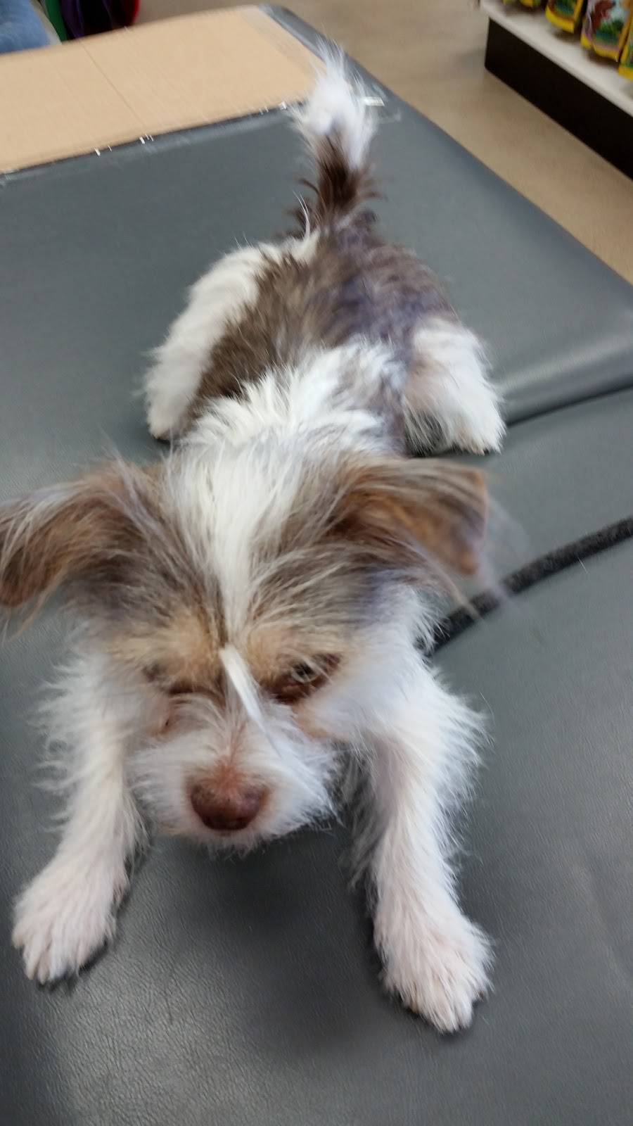 Starbucks | cafe | 624 N. York Road A, Elmhurst, IL 60126, USA | 2245453067 OR +1 224-545-3067