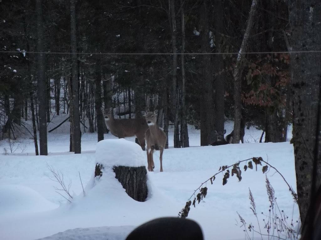 Lumberjack Lodges & Backwoods Grill Restaurant | restaurant | 102 Chadbourne Rd, Harmony, ME 04942, USA | 2076832000 OR +1 207-683-2000