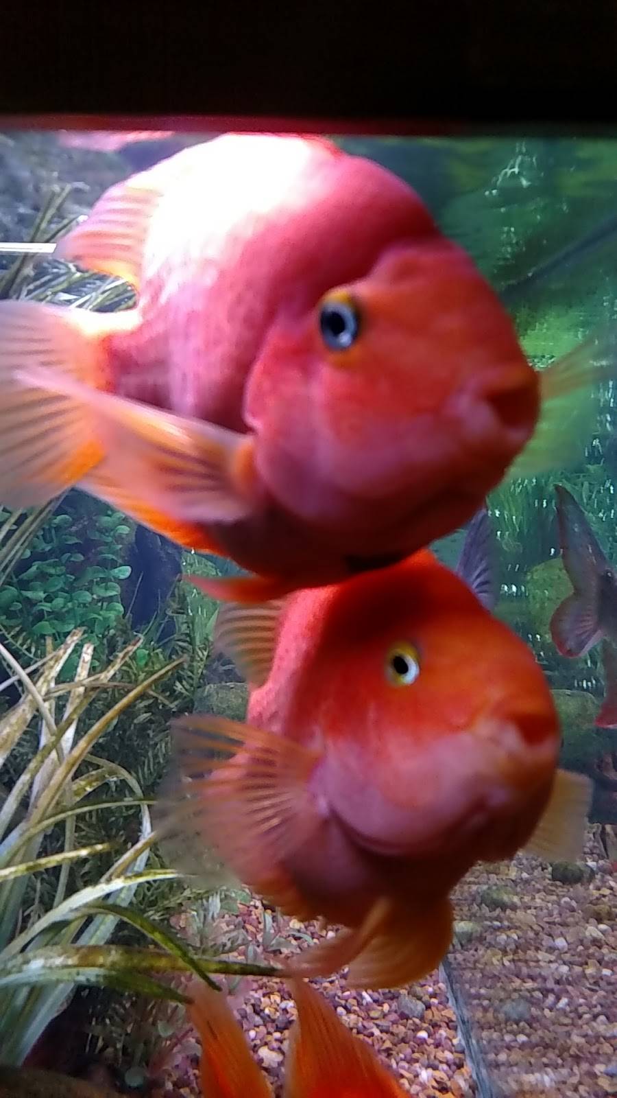 Harbor House Seafood & Steak | restaurant | 912 E Main St, Abingdon, VA 24210, USA | 2766763500 OR +1 276-676-3500