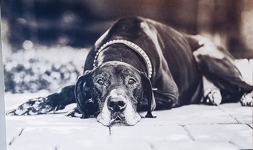 Lucky Dog Sports Bar and Grill | restaurant | 9440 Louetta Rd, Spring, TX 77379, USA | 8326982977 OR +1 832-698-2977