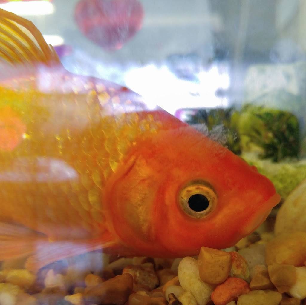 East Gourmet | restaurant | 8010 W Colonial Dr #138, Orlando, FL 32818, USA | 4075223611 OR +1 407-522-3611