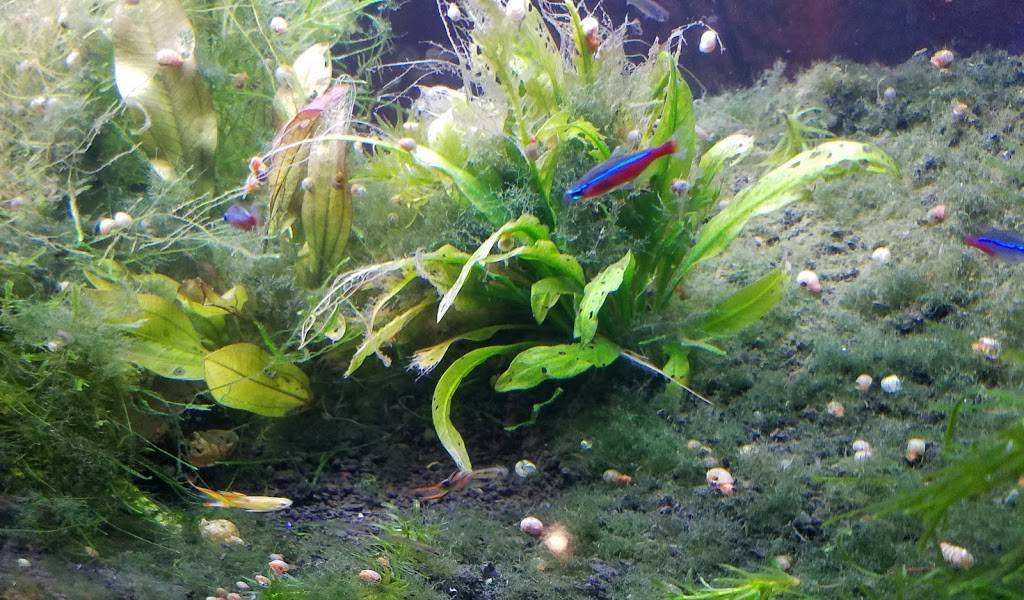 The Kickin Crab | restaurant | 6777 Westminster Blvd, Westminster, CA 92683, USA | 7147997770 OR +1 714-799-7770