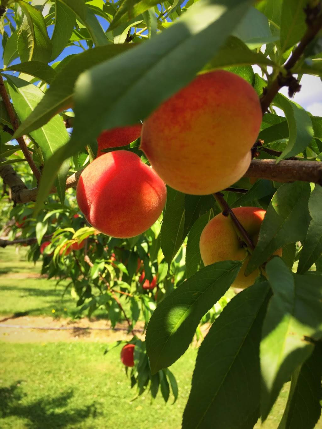 Dawsons Orchards, Inc. | restaurant | 122 Petersburg Rd, Enon Valley, PA 16120, USA | 7246677719 OR +1 724-667-7719