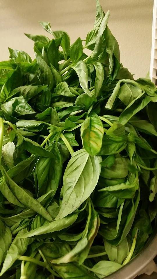 Gotta B Crepes | restaurant | 2901 Central St, Evanston, IL 60201, USA | 8475258383 OR +1 847-525-8383