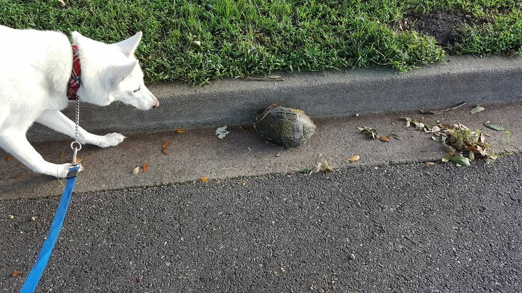 Wilmington Island Club | restaurant | 501 Wilmington Island Rd, Savannah, GA 31410, USA | 9128971615 OR +1 912-897-1615