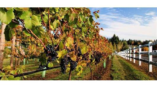 Three Brothers Vineyard and Winery | restaurant | 2411 NE 244th St, Ridgefield, WA 98642, USA | 3608872085 OR +1 360-887-2085