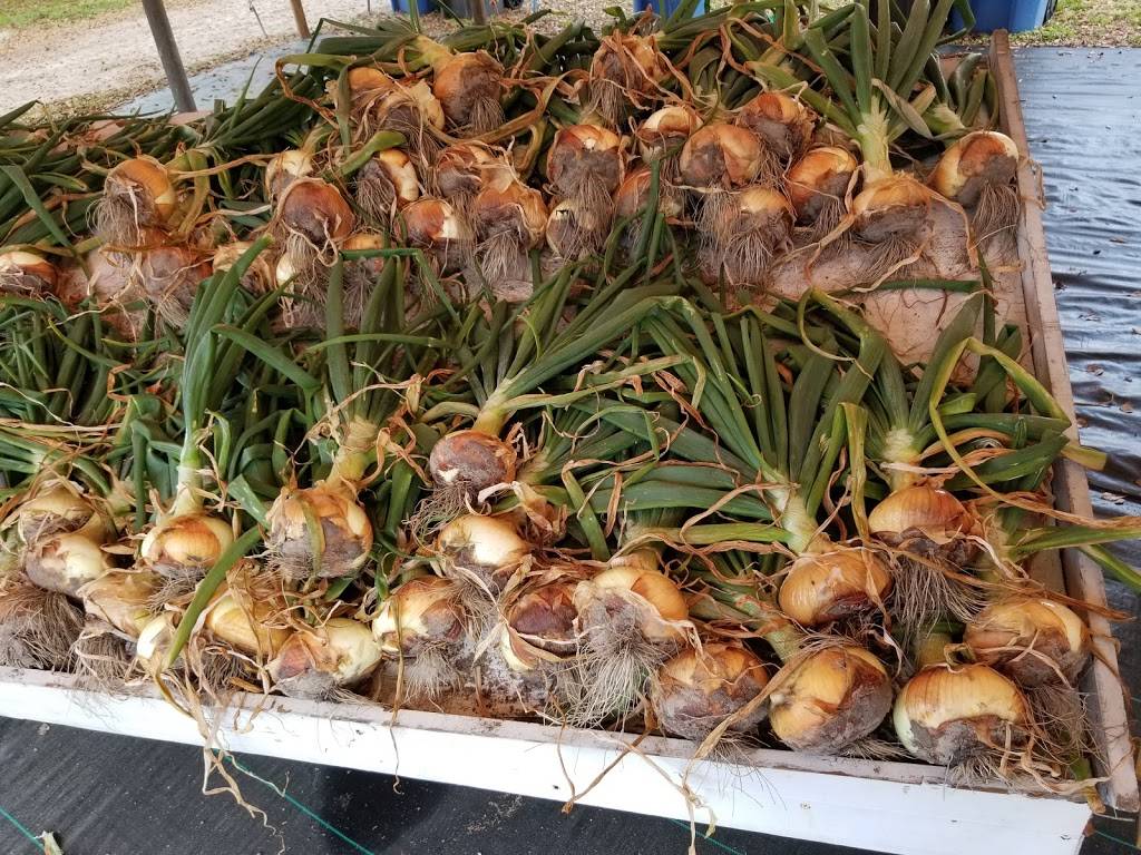 Yummy Farms 4404 Hwy. 92 W. Plant City, FL 33566 | restaurant | 5261-5365 W Hillsborough Ave, Plant City, FL 33563, USA | 8134782584 OR +1 813-478-2584