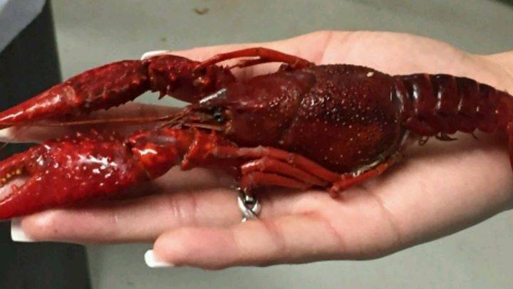 CrawDawgs Crazy Bout CrawDads | restaurant | 4780 US-69, Lumberton, TX 77657, USA | 4097554465 OR +1 409-755-4465