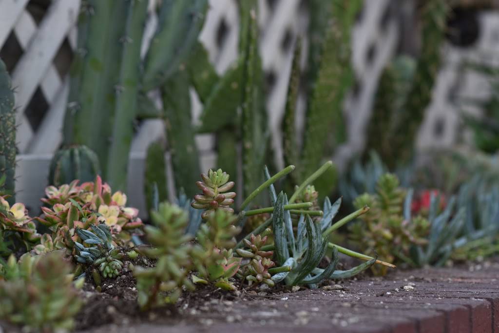 Cactus Coffee | meal takeaway | 2232 D St #102, La Verne, CA 91750, USA | 9092938481 OR +1 909-293-8481