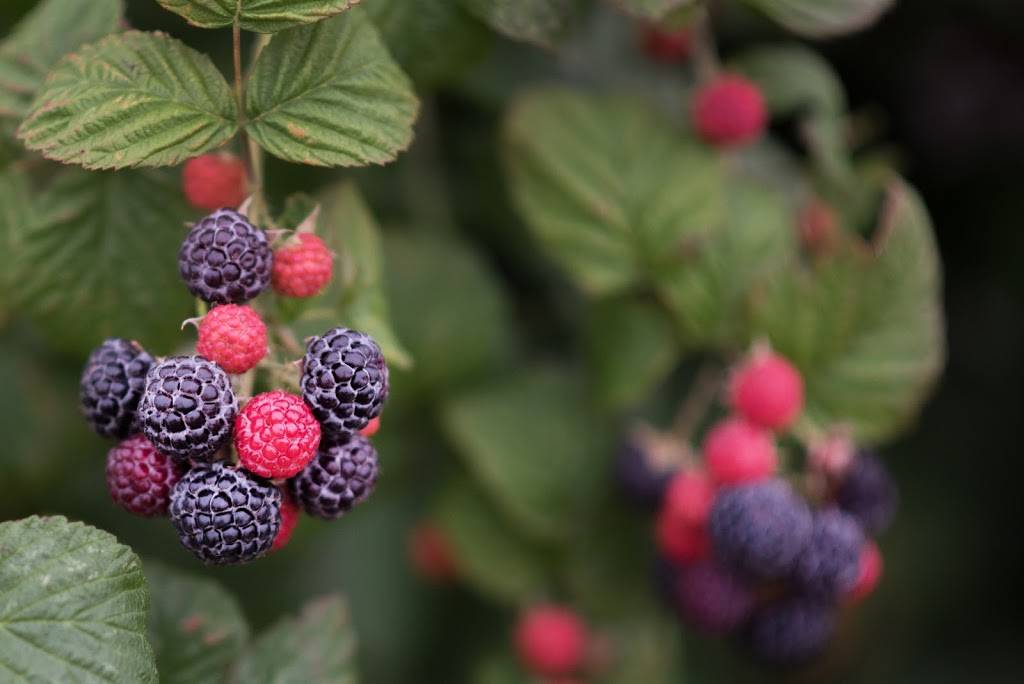 Bergerac | restaurant | 5520 SE Woodstock Blvd, Portland, OR 97206, USA | 5037776399 OR +1 503-777-6399