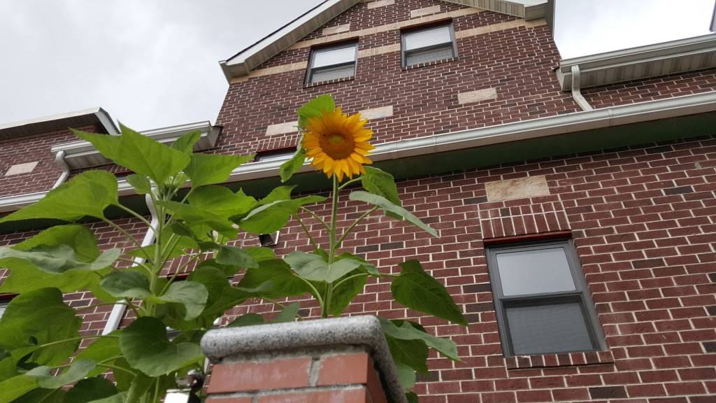 Famous Gold Tims Deli & Grill | restaurant | 126-01 15th Ave, College Point, NY 11356, USA | 7187990063 OR +1 718-799-0063