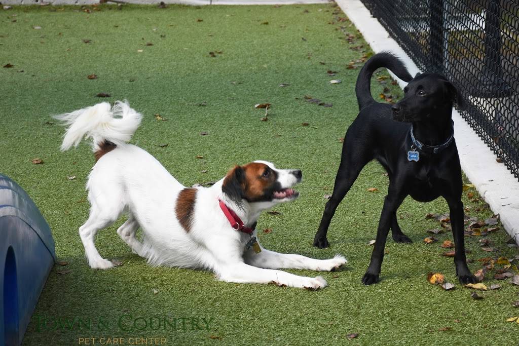 Town and Country Pet Care Center | restaurant | 393 Langhorne Ave, Langhorne, PA 19053, USA | 2157523661 OR +1 215-752-3661