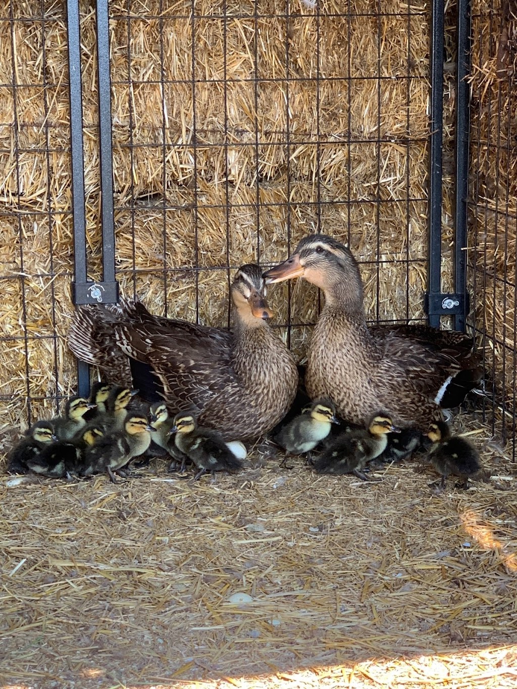 Walts Four Seasons Campground & Country Store | restaurant | 2500 Mink Rd Exit 281, Abilene, KS 67410, USA | 7855982352 OR +1 785-598-2352