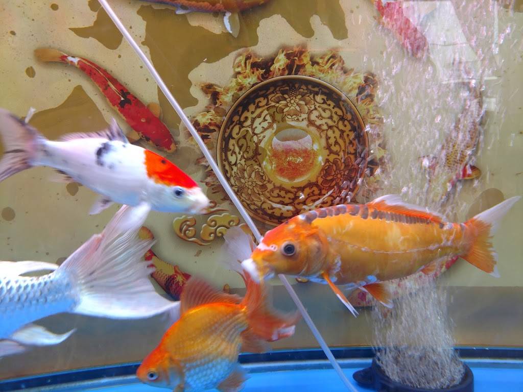 Peking Quick One Chinese Cuisine | restaurant | 359 Somerville Ave, Tonawanda, NY 14150, USA | 7163818730 OR +1 716-381-8730