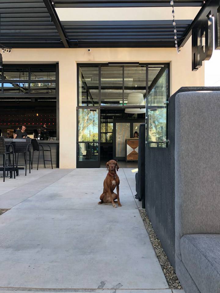 Pitch | restaurant | 6350 E Thomas Rd, Scottsdale, AZ 85251, USA | 4802727500 OR +1 480-272-7500