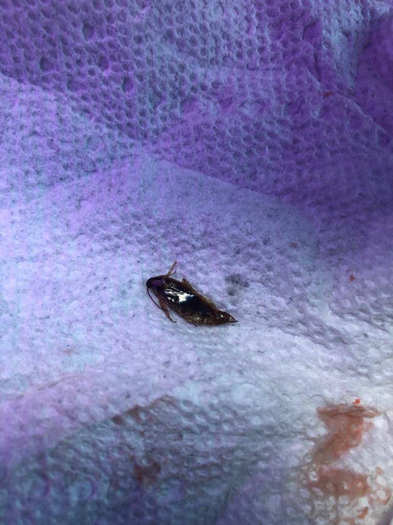 Wongs Chinese Restaurant | restaurant | 601 NW 100th Pl, Pembroke Pines, FL 33024, USA | 9544323338 OR +1 954-432-3338