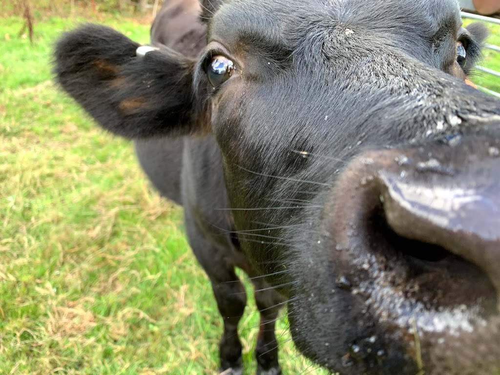 Coyote Creek Coopooperative | restaurant | 7741 SE 282nd Ave, Gresham, OR 97080, USA | 5037898310 OR +1 503-789-8310