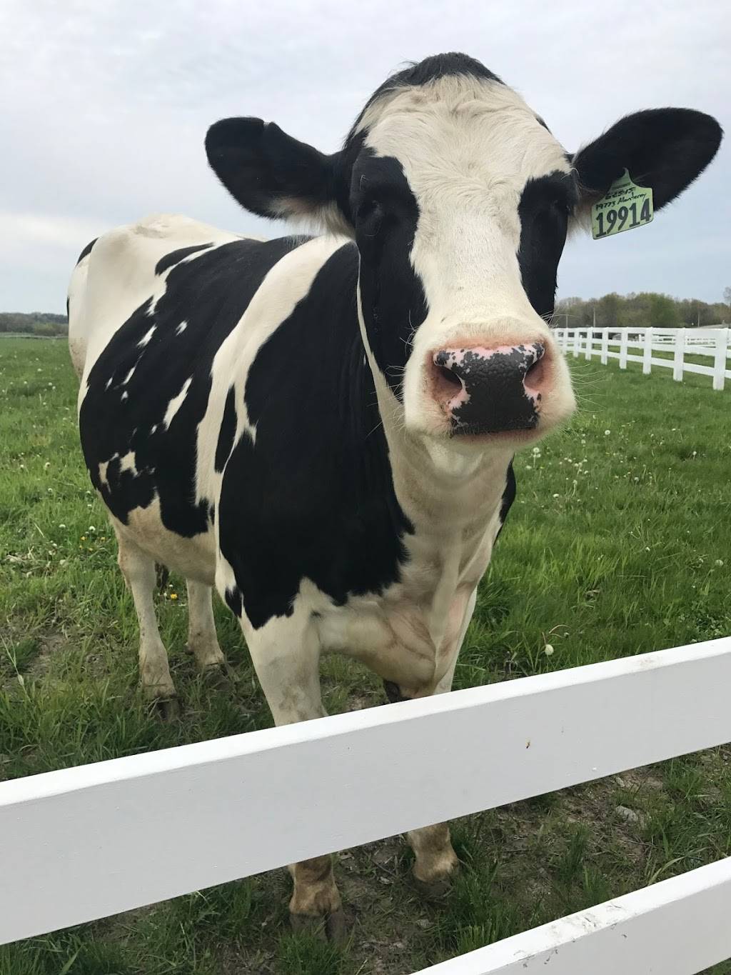 Country Dairy Farm Store | restaurant | 3476 S 80th Ave, New Era, MI 49446, USA | 2318614636 OR +1 231-861-4636