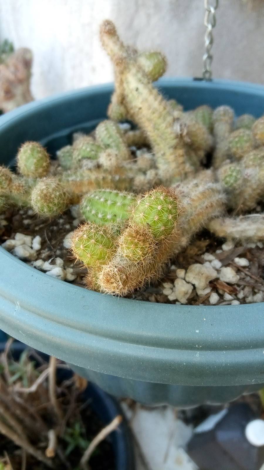 Jack in the Box | restaurant | 7503 E Slauson Ave, Commerce, CA 90040, USA | 3238902945 OR +1 323-890-2945