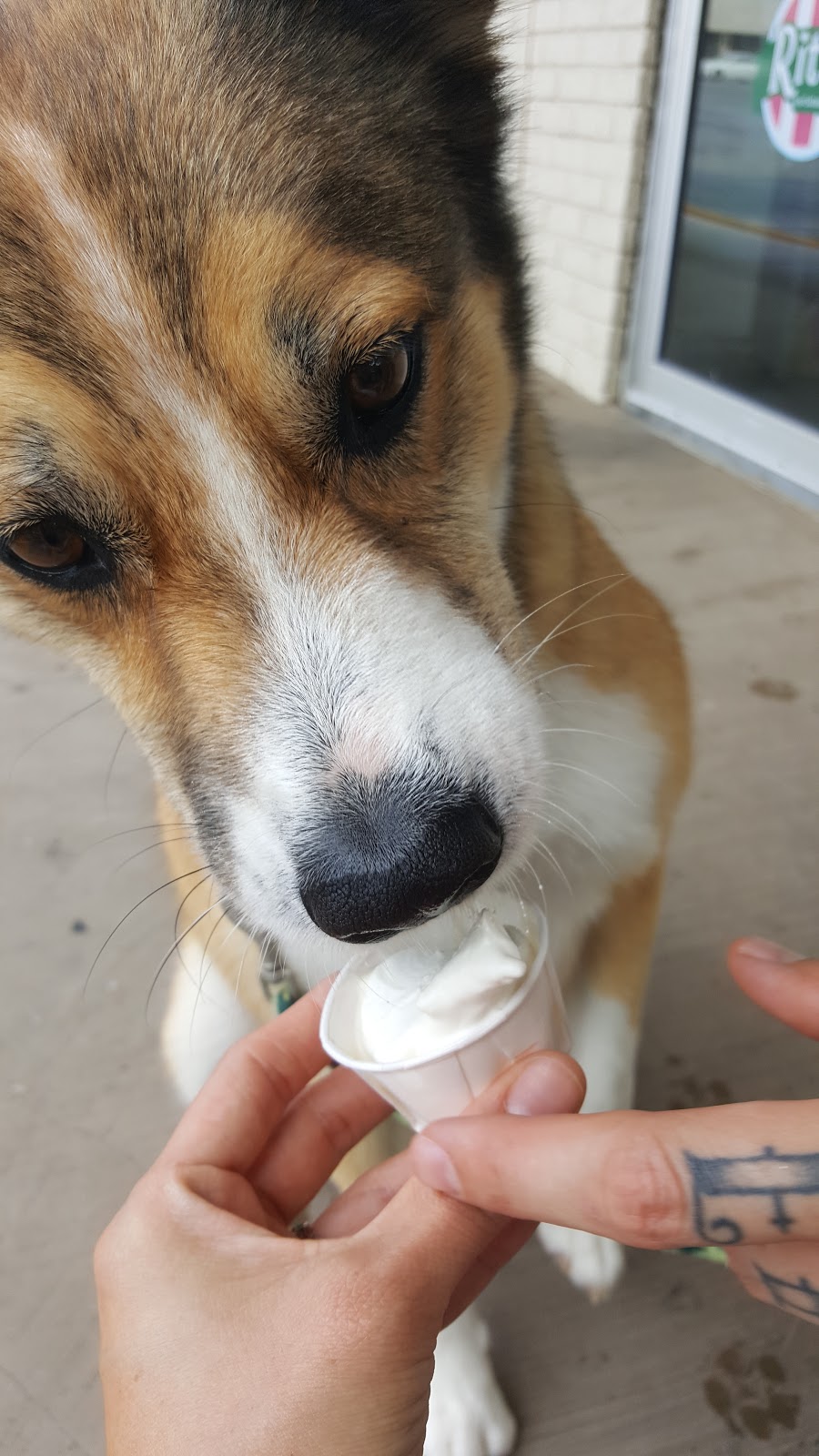 Ritas Italian Ice & Frozen Custard | restaurant | 420 Eastern Shore Shopping Center, Fairhope, AL 36532, USA | 2515177472 OR +1 251-517-7472