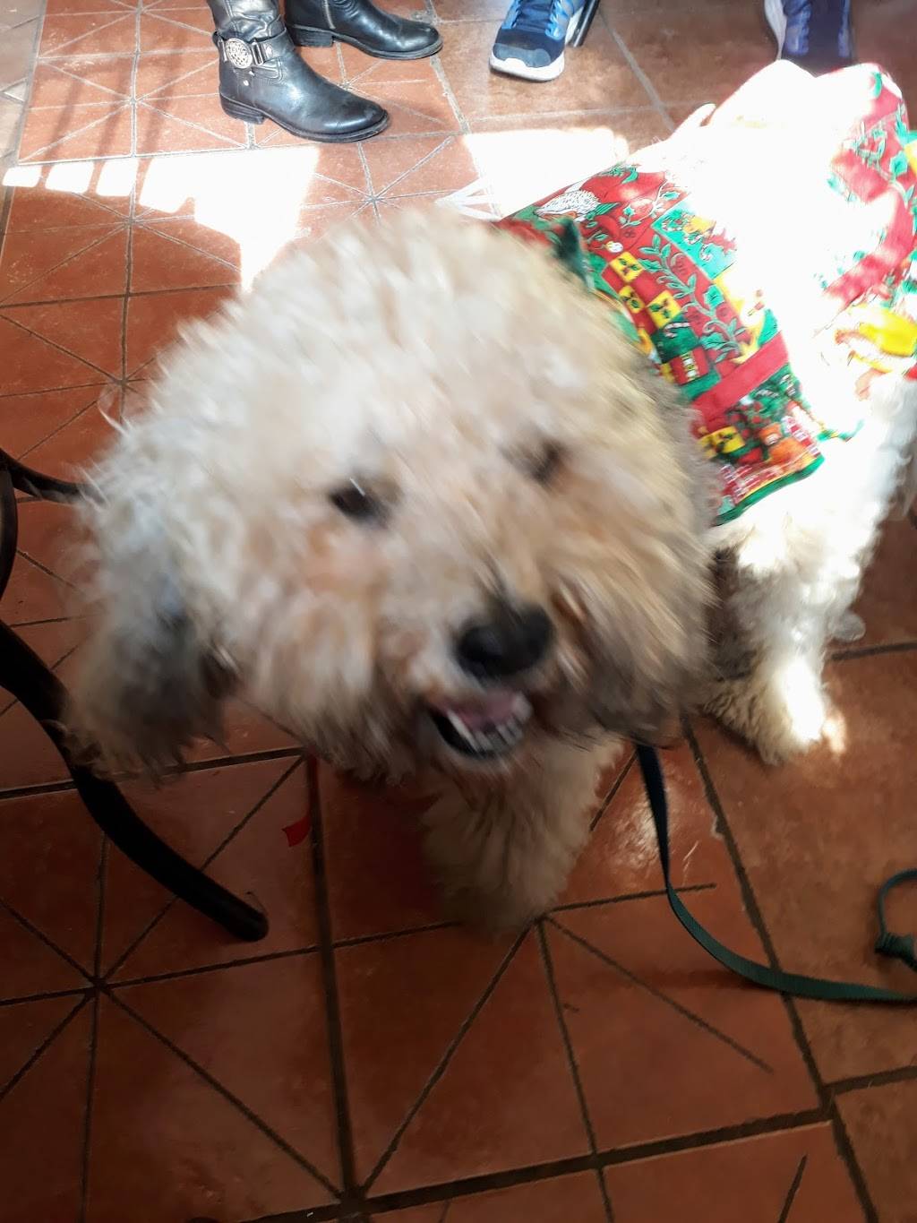 Tacos Magaña | restaurant | Carretera libre Tijuana-Ensenada km62, La Misión, 22765 Ensenada, B.C., Mexico | 016461550586 OR +52 646 155 0586