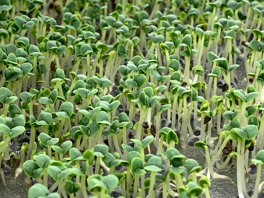 Microgreens from THE BOX | restaurant | 302 SE 24th St Lot#6, Ruskin, FL 33570, USA | 8134165444 OR +1 813-416-5444