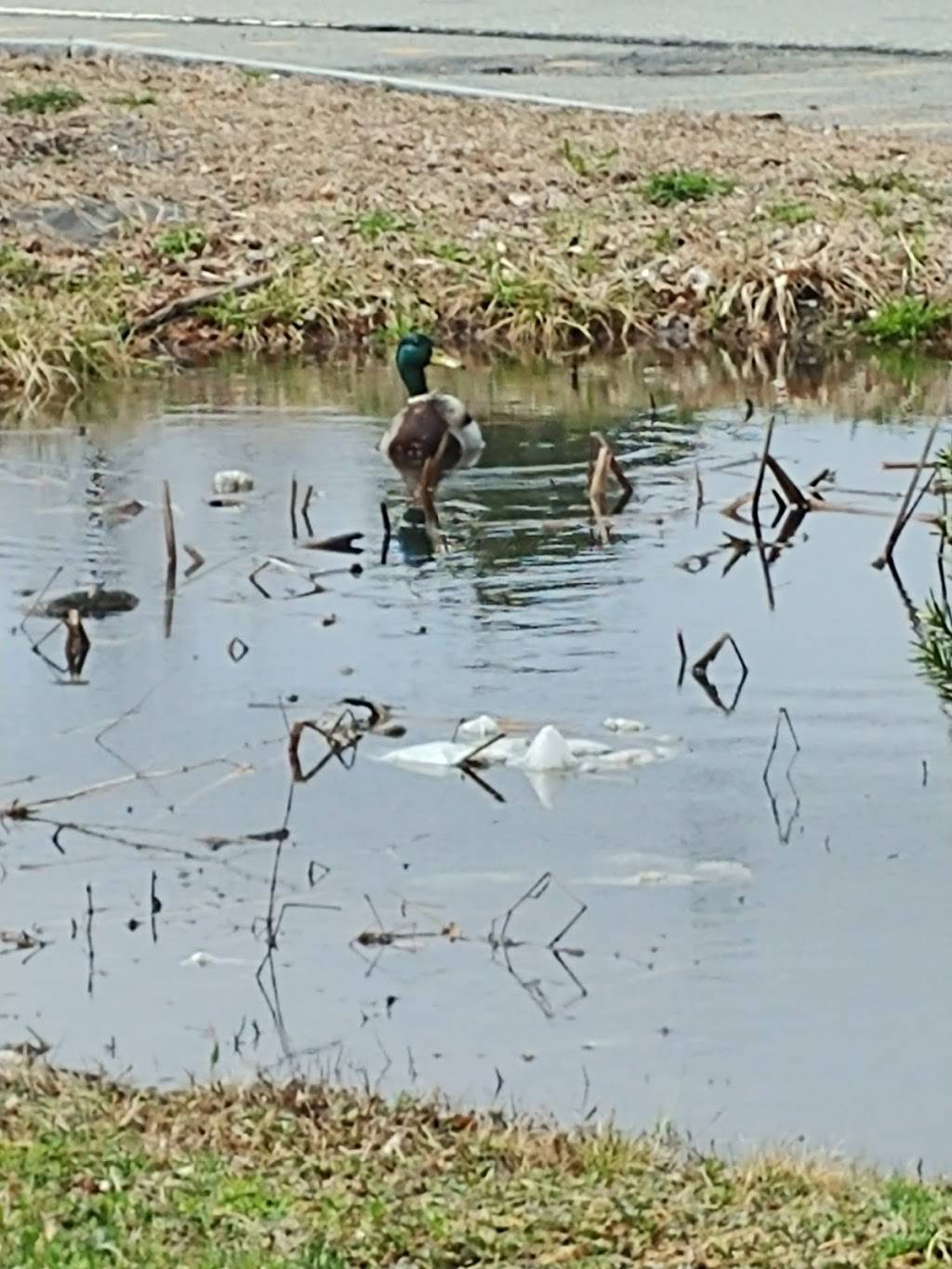 Palace Pizza & More | restaurant | 493 State Rd, North Dartmouth, MA 02747, USA | 5089972288 OR +1 508-997-2288