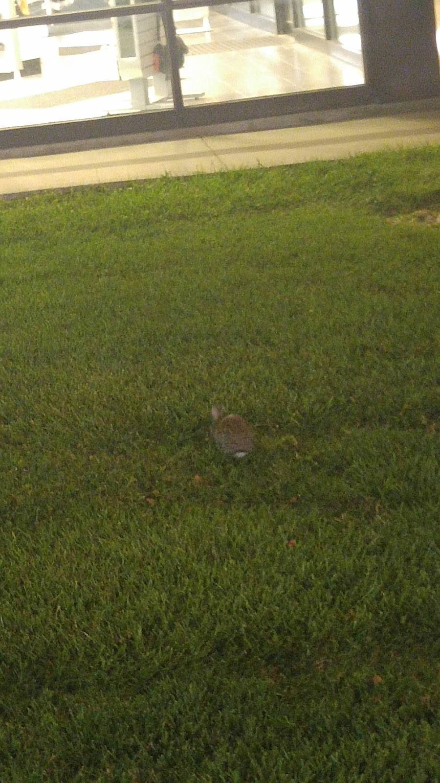 Runza Restaurant | restaurant | 4610 N 27th St, Lincoln, NE 68521, USA | 4024770653 OR +1 402-477-0653