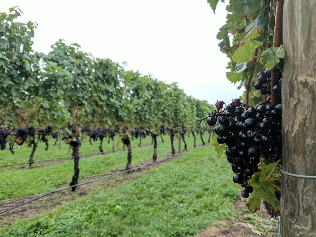 Newport Vineyards | cafe | 909 E Main Rd, Middletown, RI 02842, USA | 4018485161 OR +1 401-848-5161