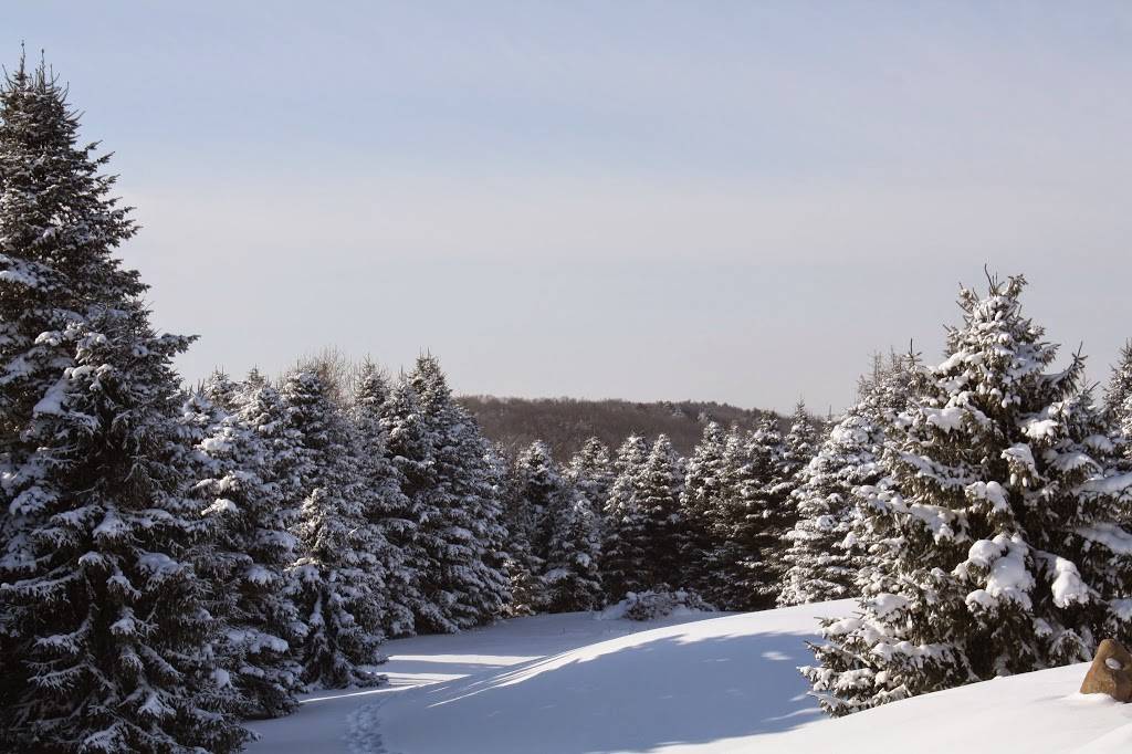 LYNX GC | restaurant | 900 Lincoln Rd, Otsego, MI 49078, USA | 2696945969 OR +1 269-694-5969