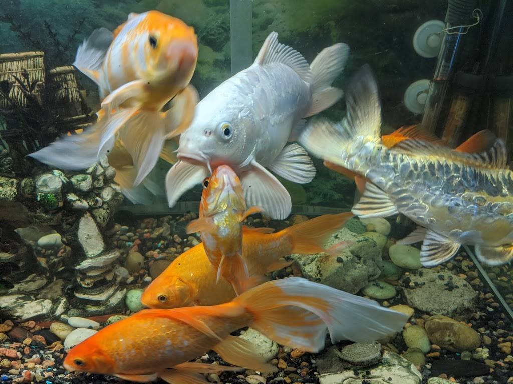 New China Super Buffet | restaurant | 4858 S Broadway St, Wichita, KS 67216, USA | 3165290888 OR +1 316-529-0888