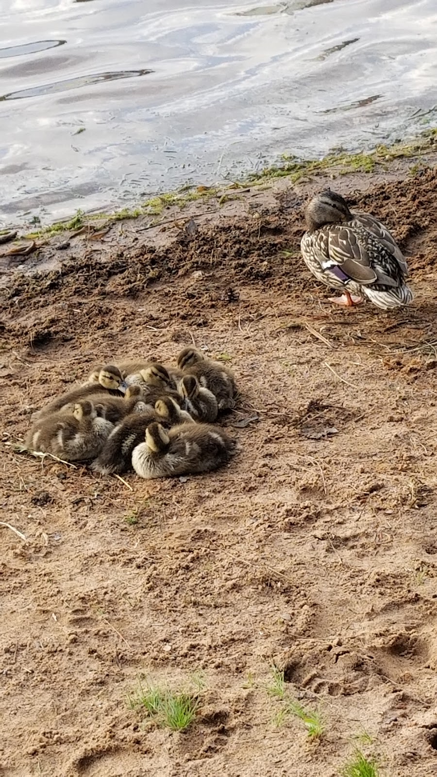 Reel Livin Resort and Campground | restaurant | 12463 N Reel Livin Dr, Hayward, WI 54843, USA | 7154623822 OR +1 715-462-3822