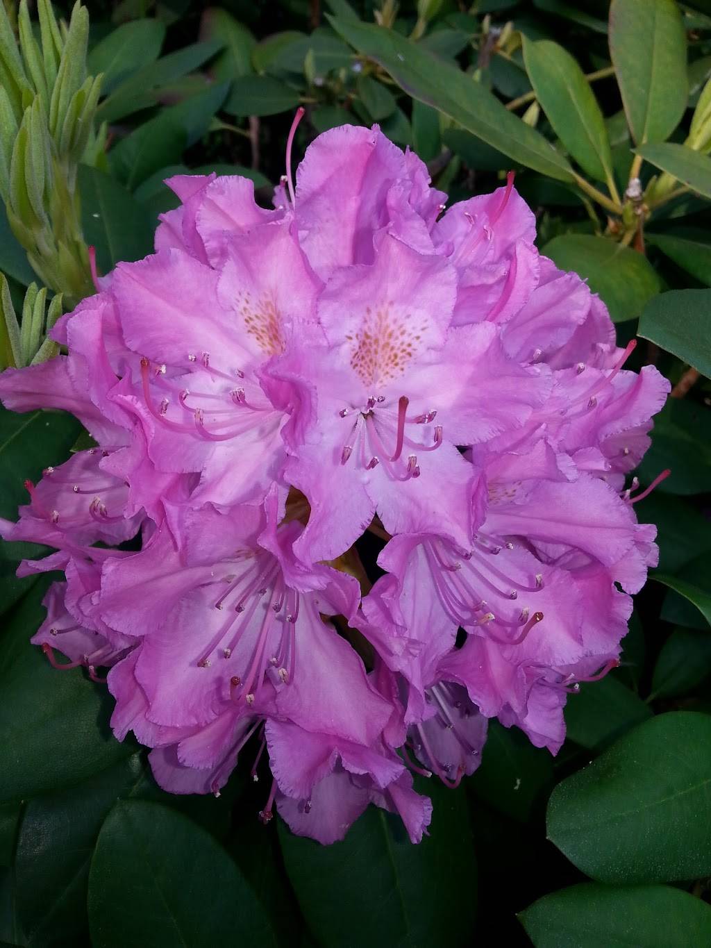 Cermele Cafe | cafe | 1025 Westchester Ave W, West Harrison, NY 10604, USA | 9142510302 OR +1 914-251-0302