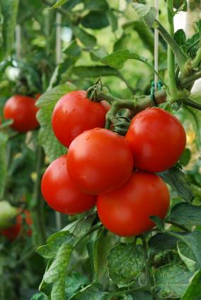 Organicaworld LLC | restaurant | 3145 Austin Merritt Rd, Groveland, FL 34736, USA | 3524354570 OR +1 352-435-4570