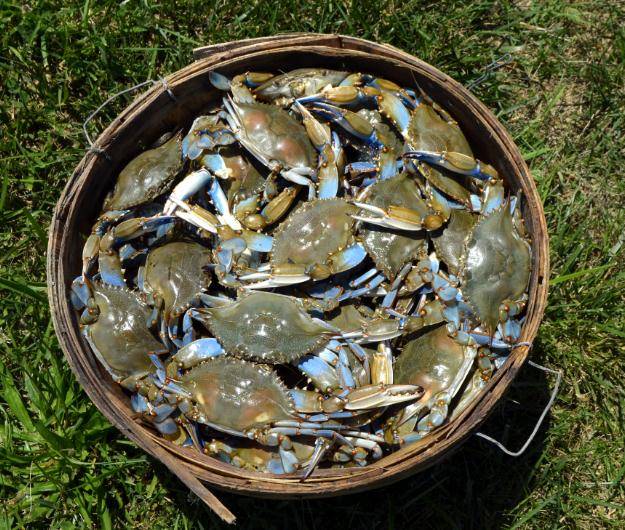 Carolina Meat & Fish Co. | restaurant | 16709 Orchard Stone Run, Charlotte, NC 28277, USA | 7044581011 OR +1 704-458-1011